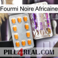 African Black Ant new12